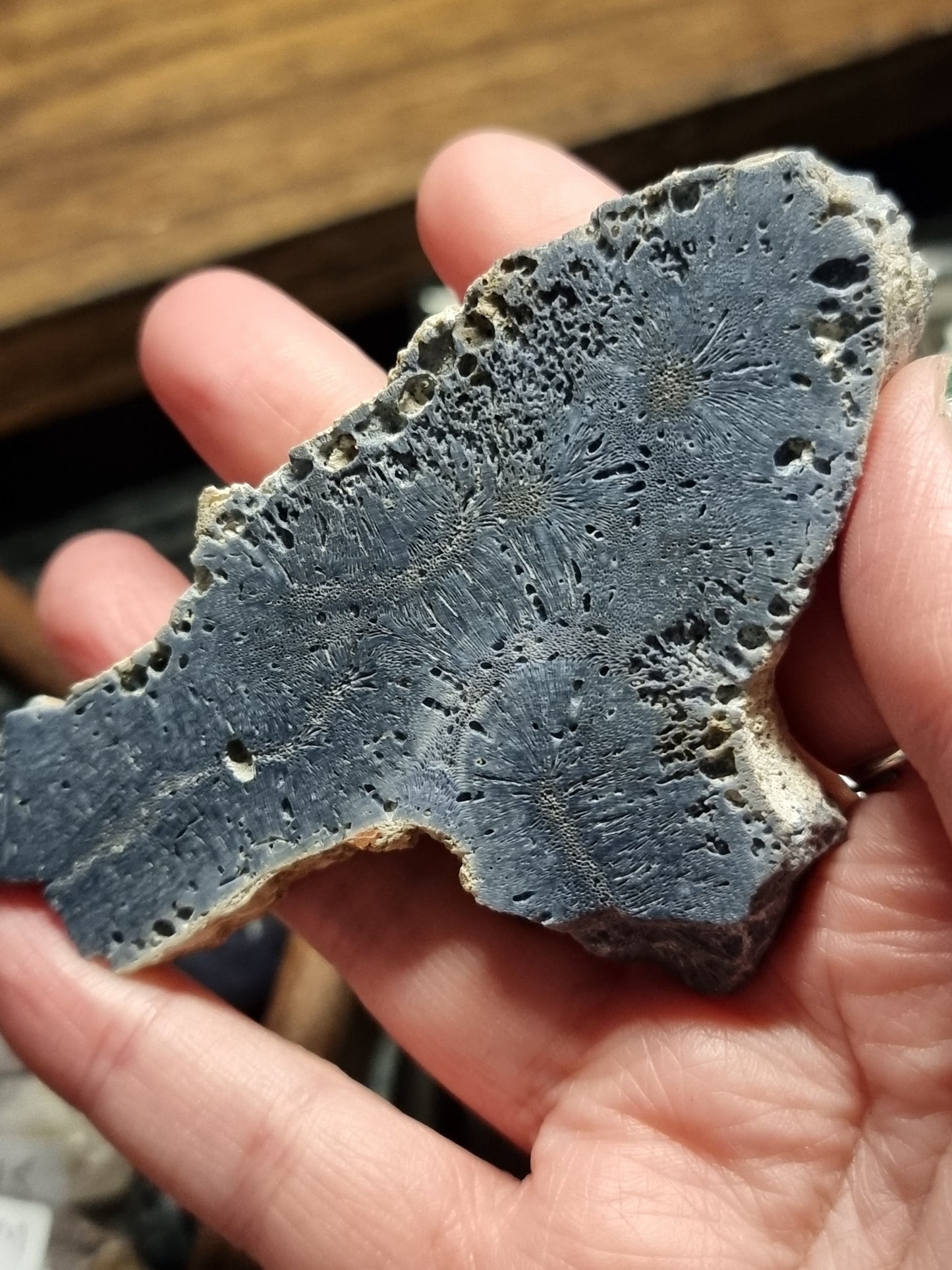 Blue sponge coral wings