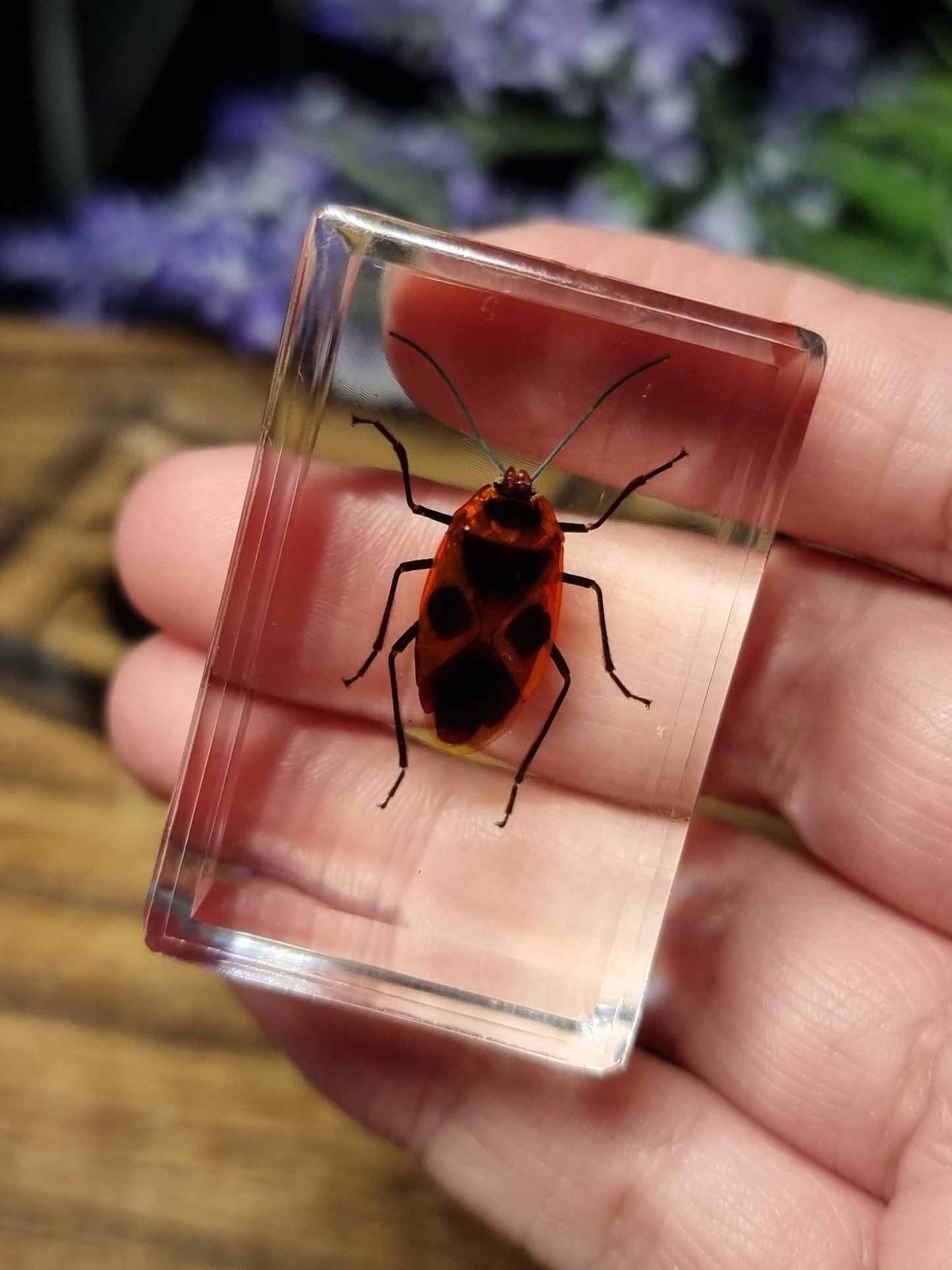Insects in resin