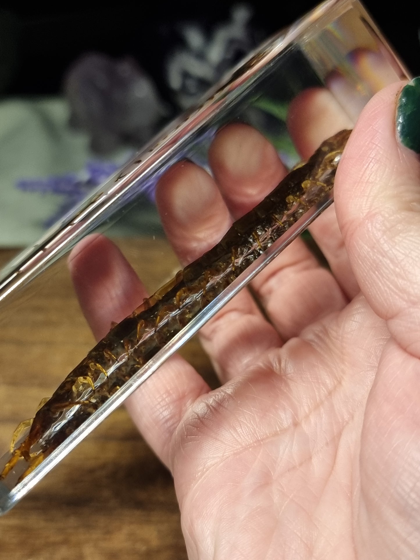 Centipede in resin