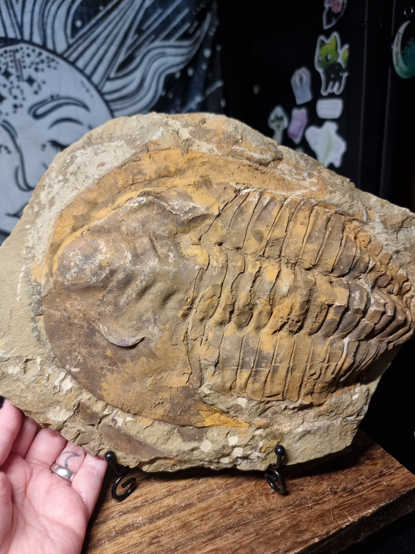 Cambropallas trilobite