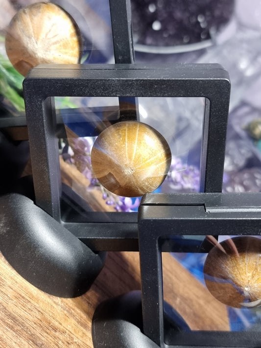 Sea urchin fossil