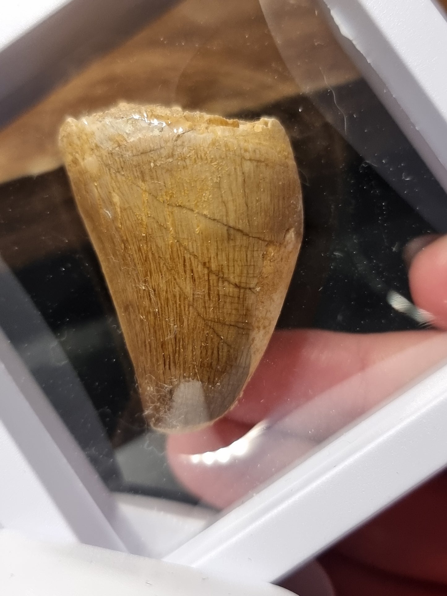 Mosasaur teeth