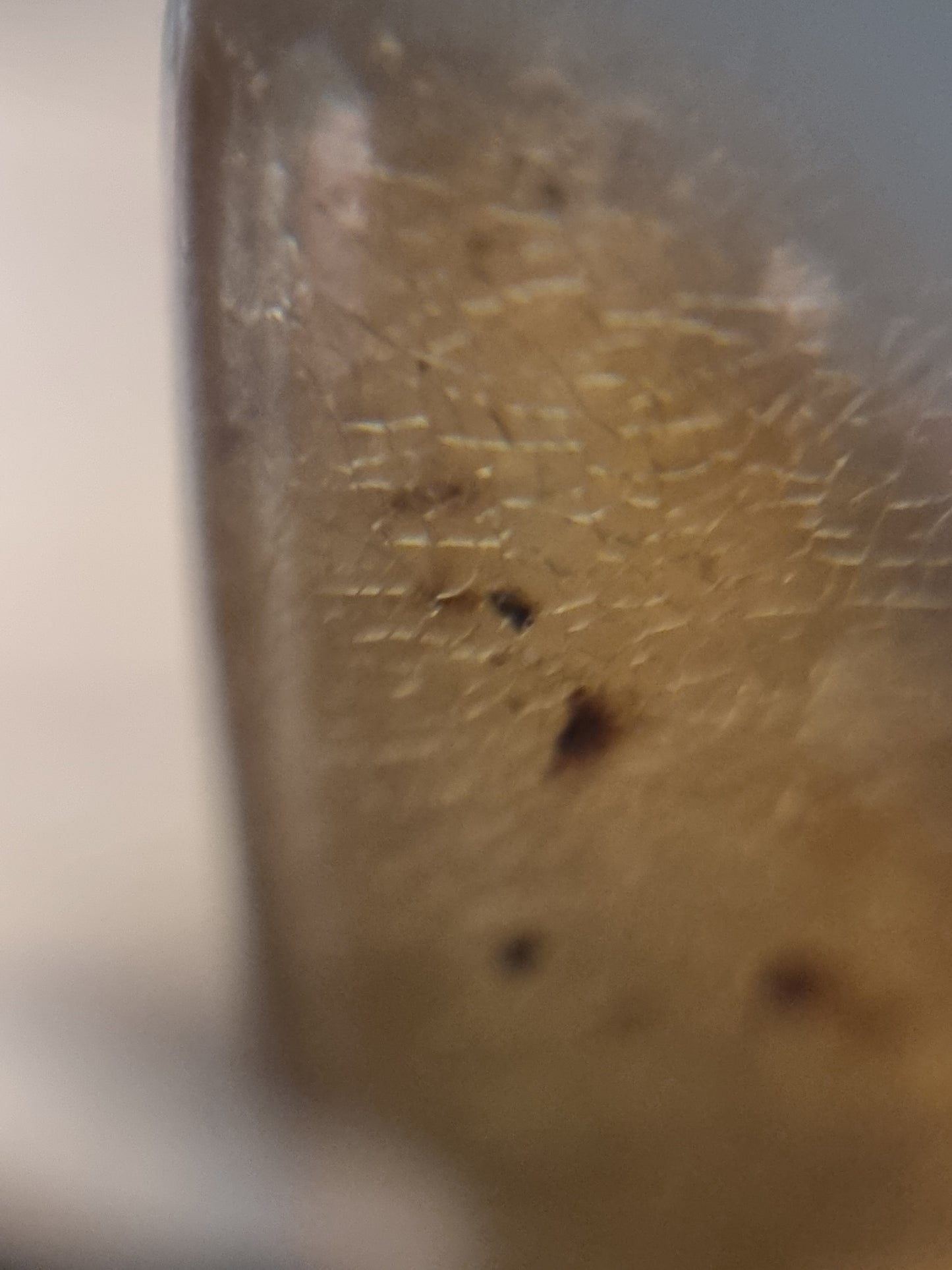 Insects in copal