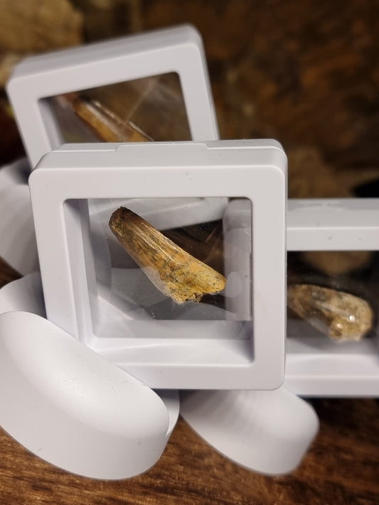 Spinosaur teeth
