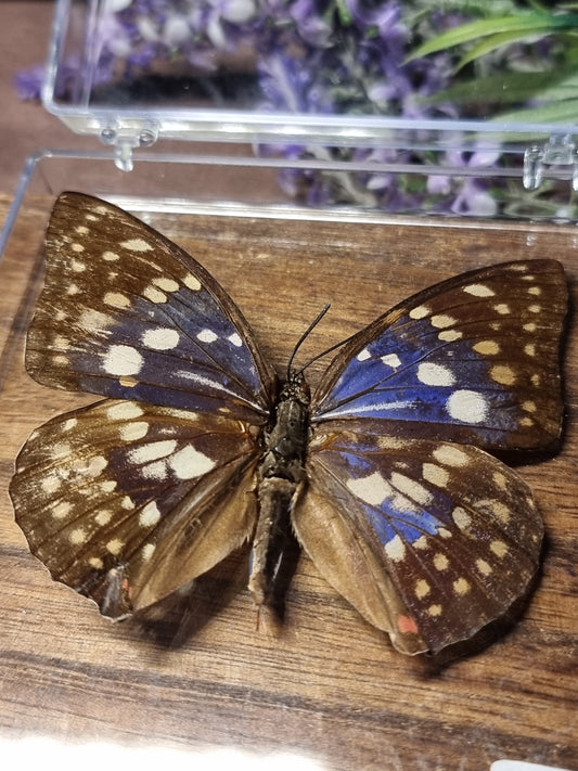 Great purple emperor butterfly B