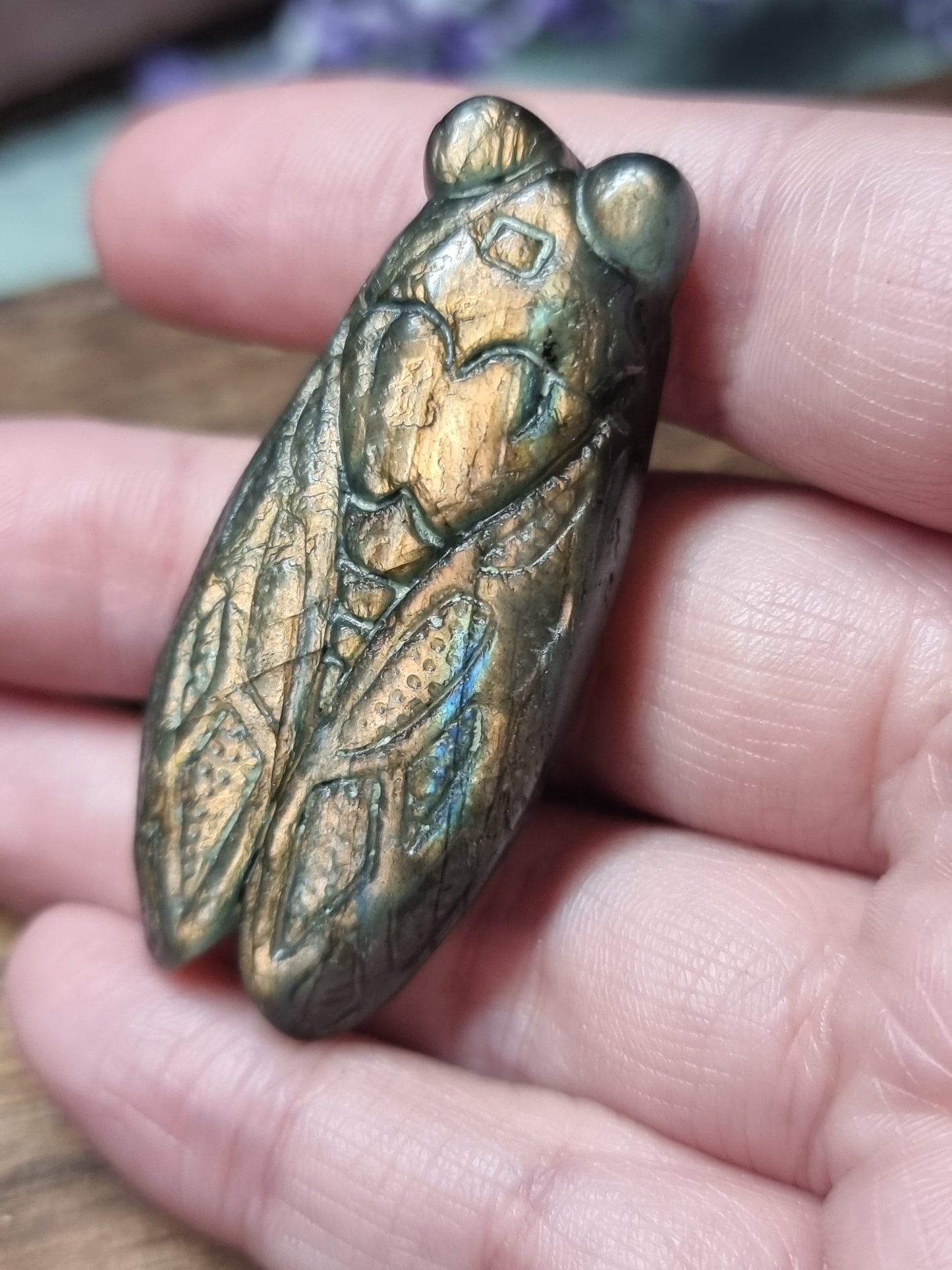Labradorite cicada