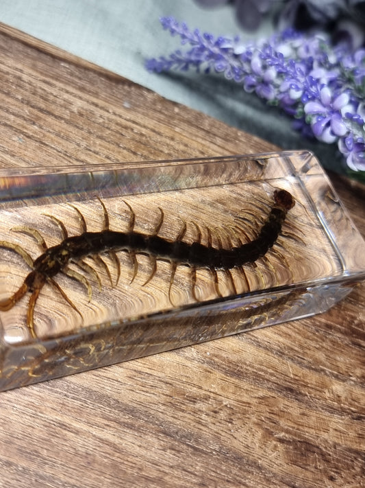 Centipede in resin