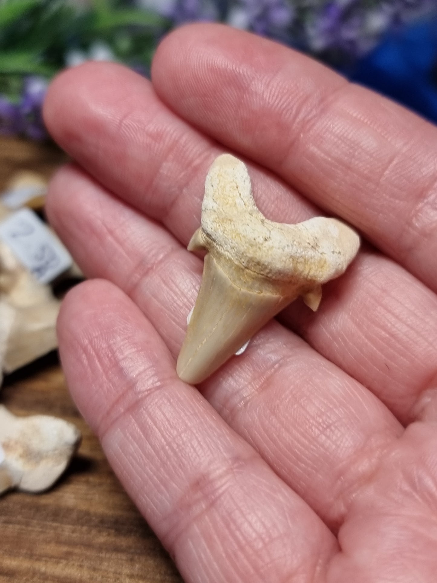 Otodus shark teeth