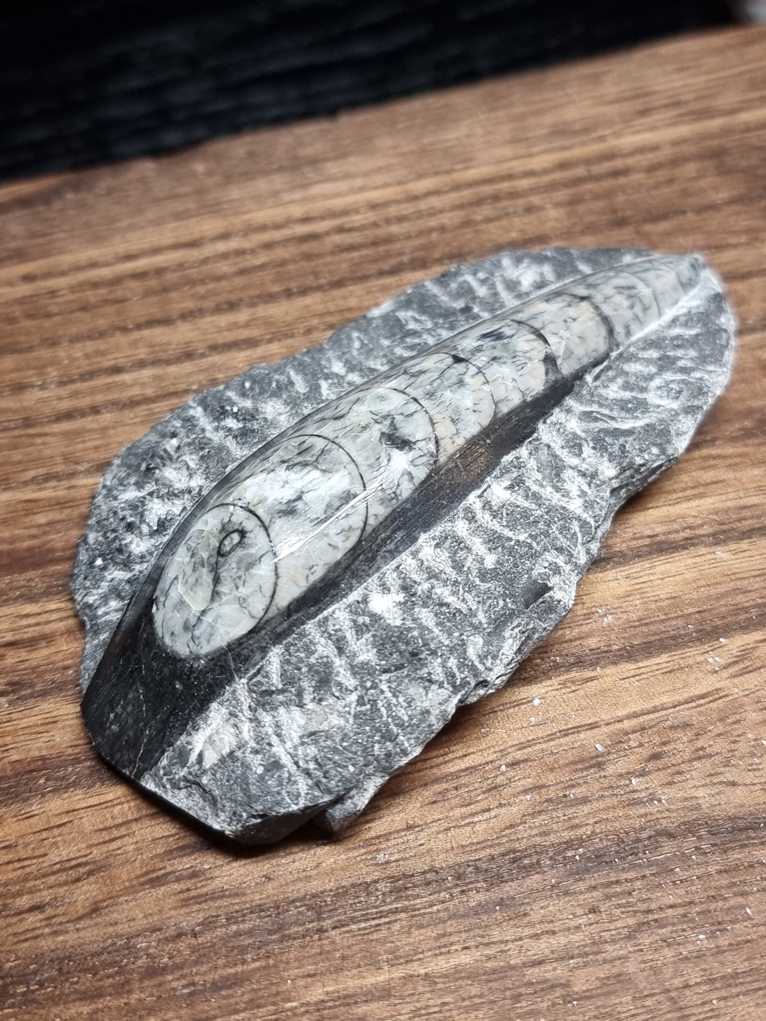 Fossils