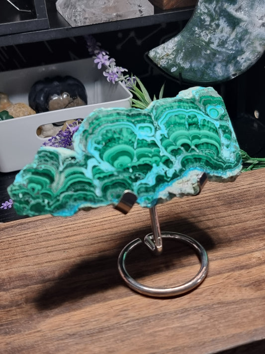 Malacholla slice