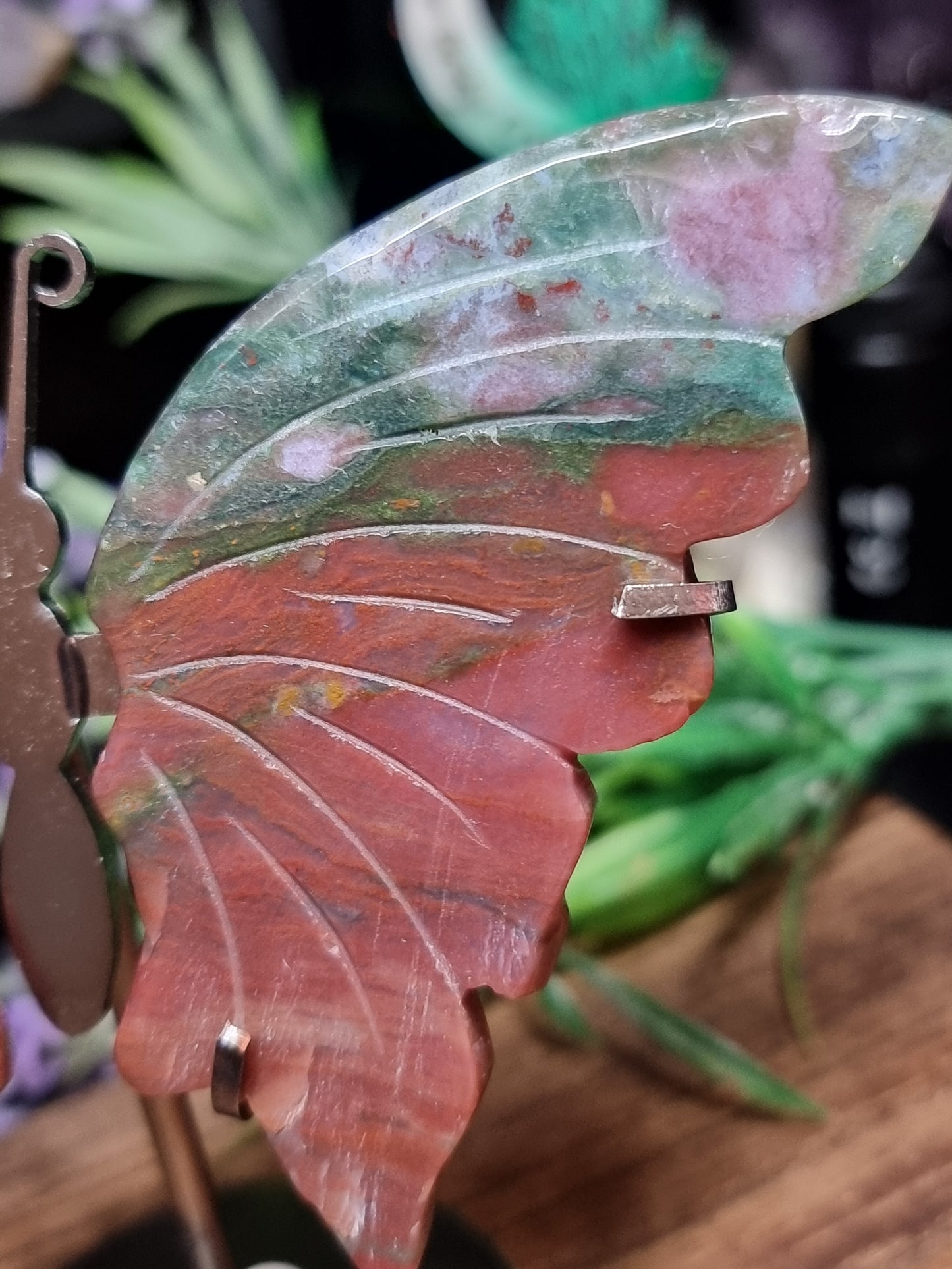 Ocean jasper butterfly wings