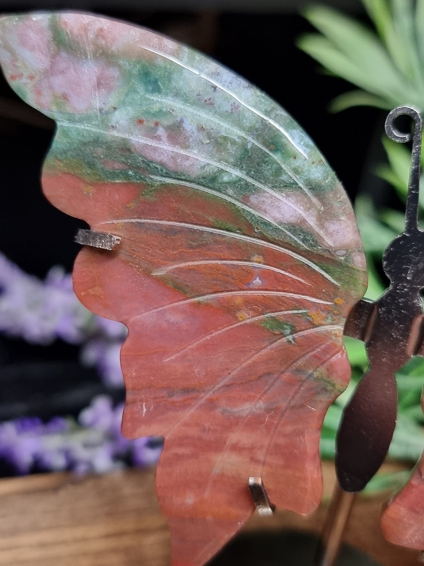Ocean jasper butterfly wings
