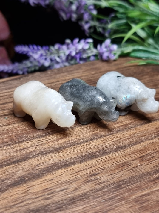 Rhino carvings