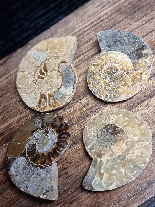 Ammonites