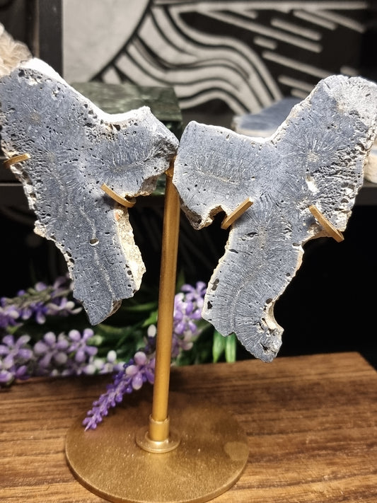 Blue sponge coral wings