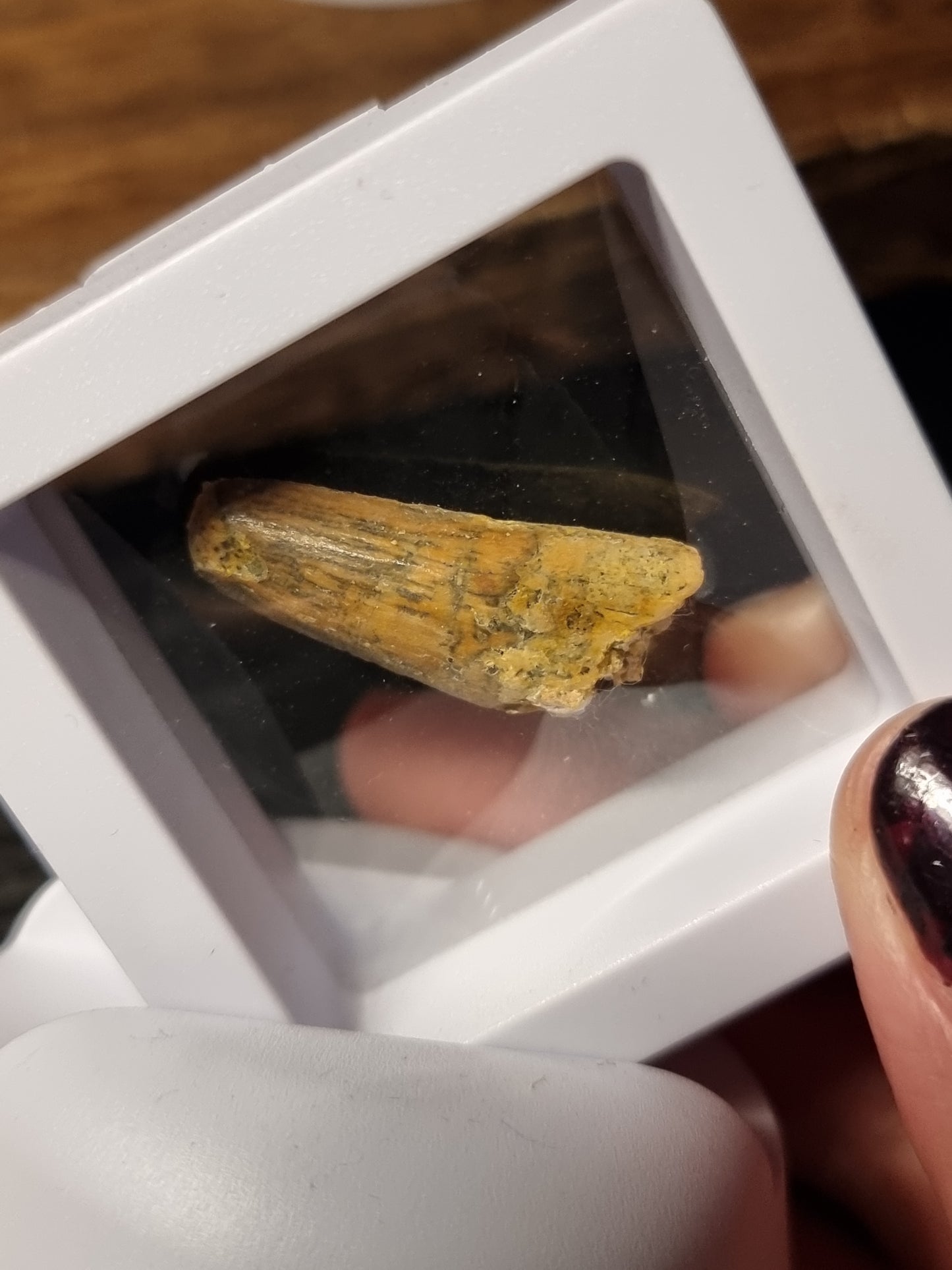 Spinosaur teeth