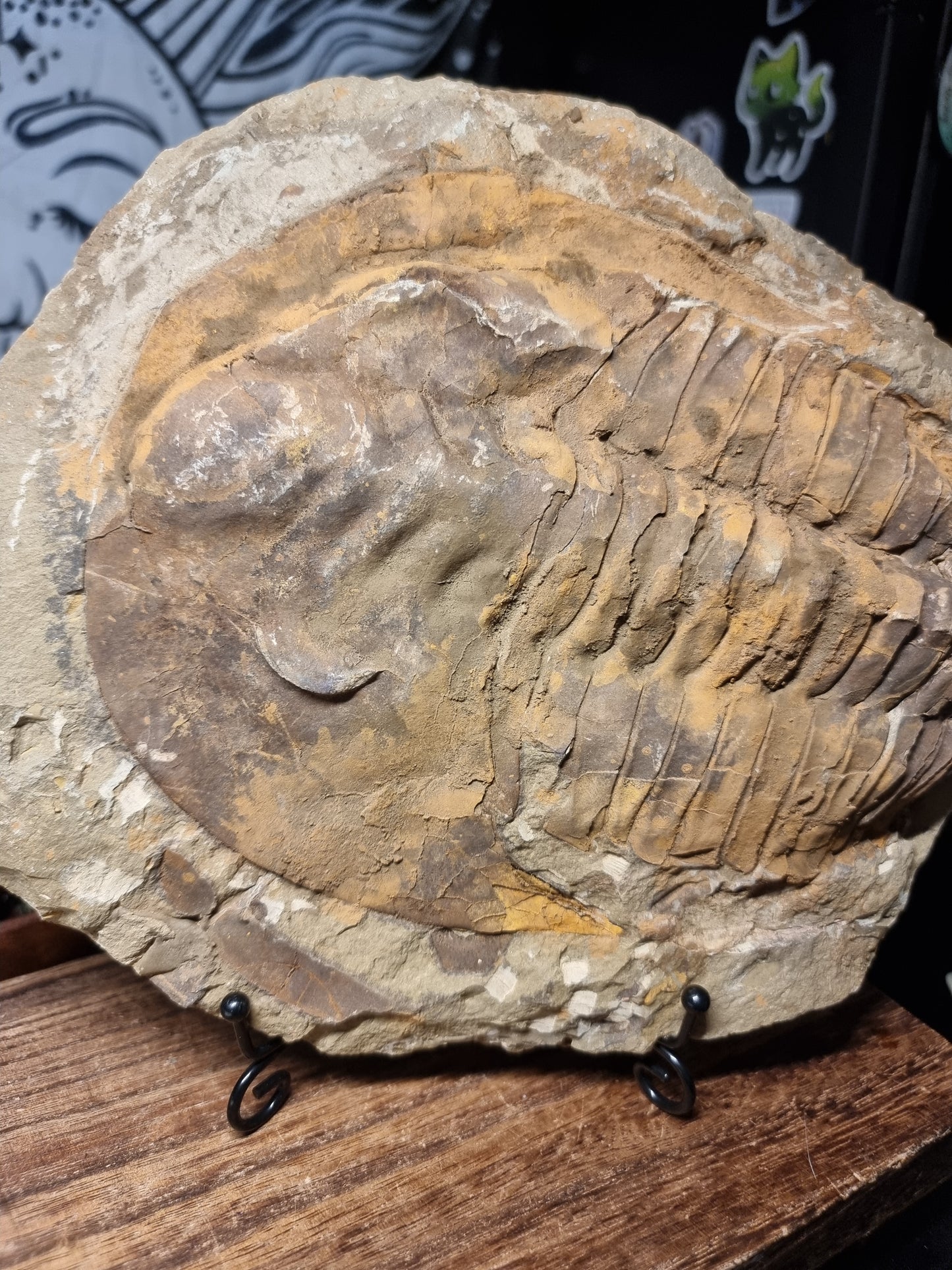 Cambropallas trilobite