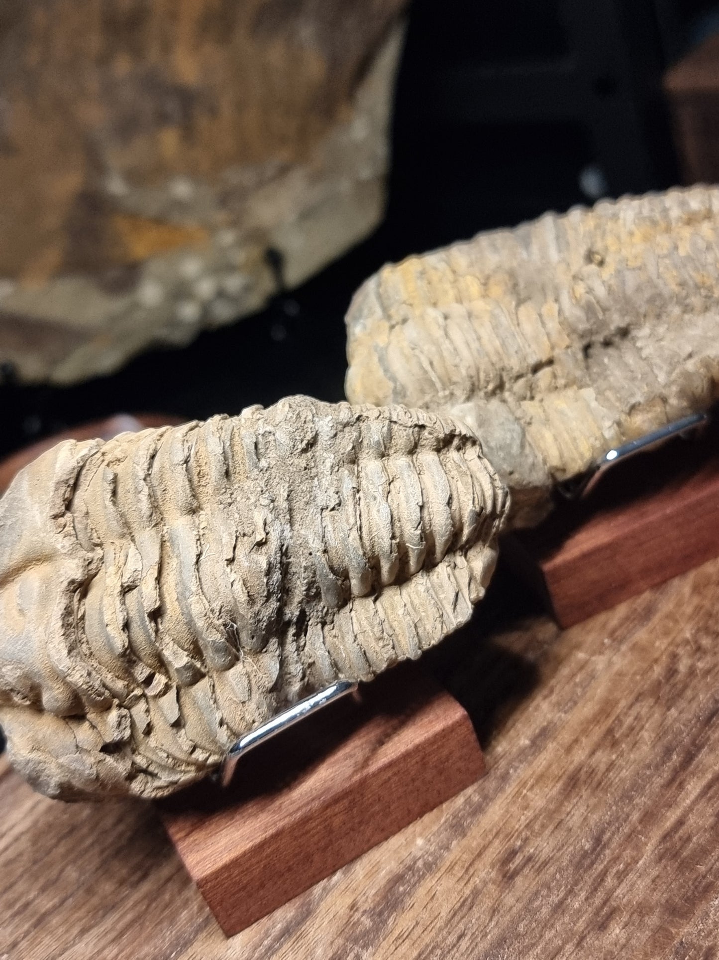 Calymene trilobite