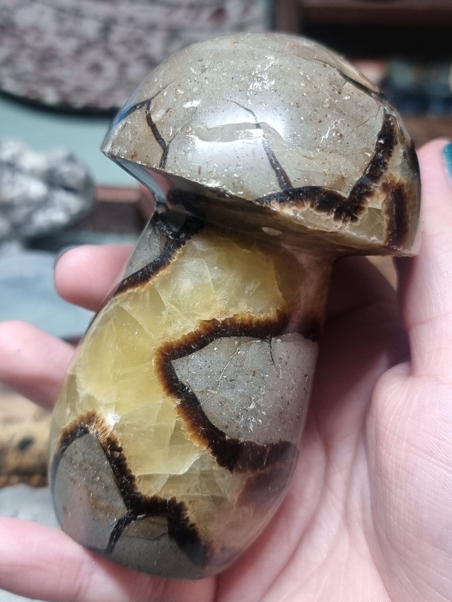 Septarian mushrooms