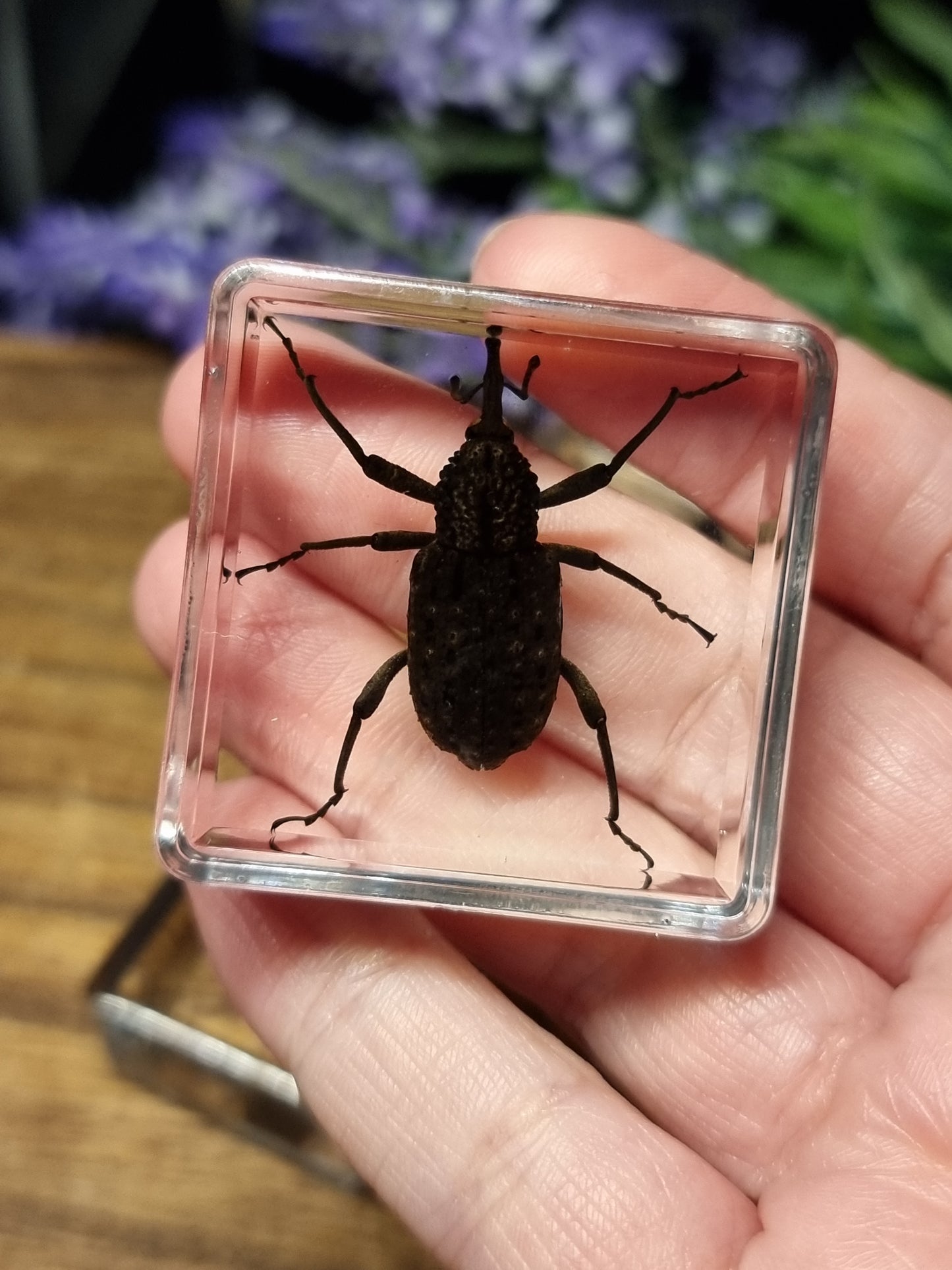 Insects in resin