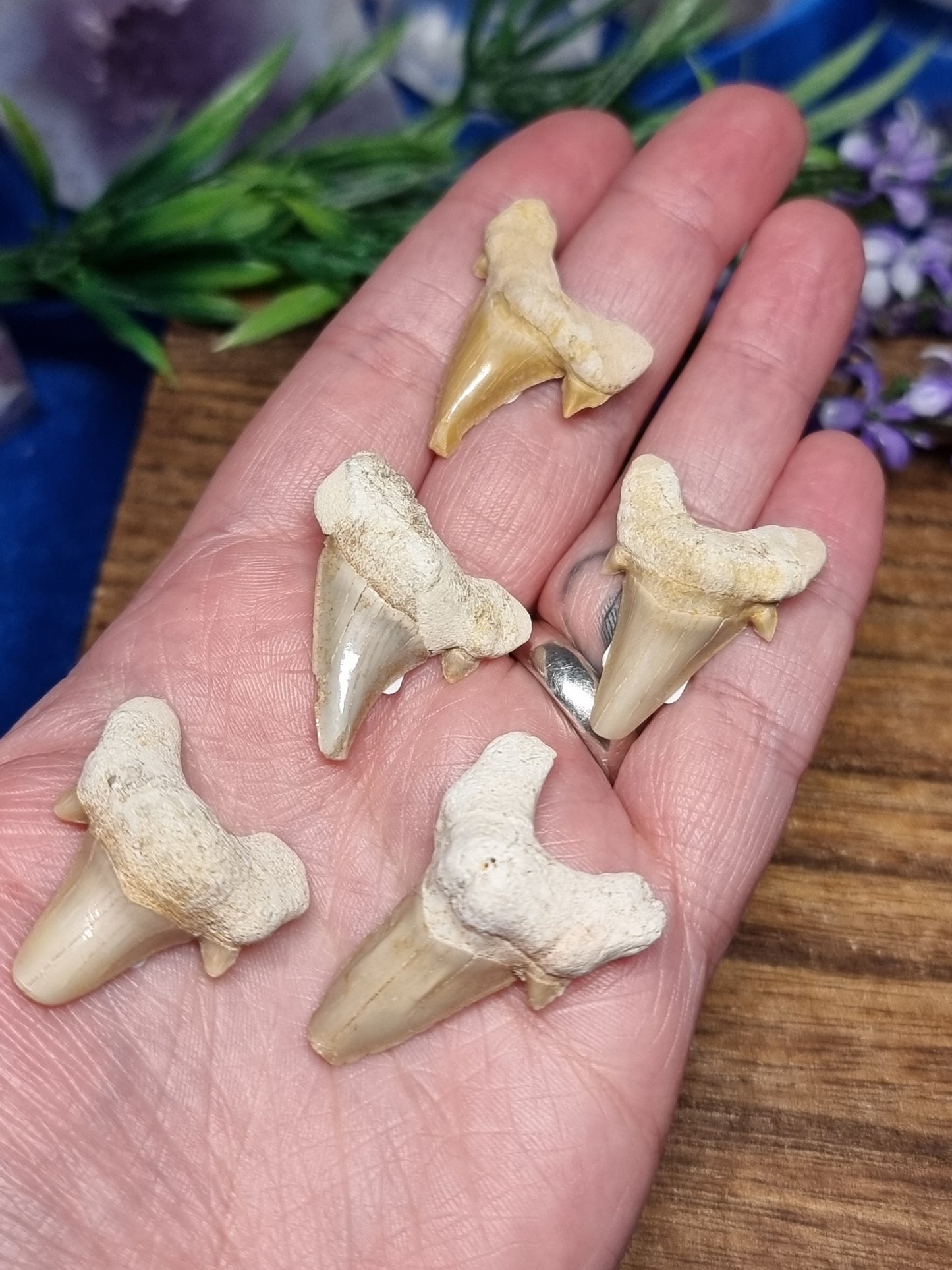 Otodus shark teeth