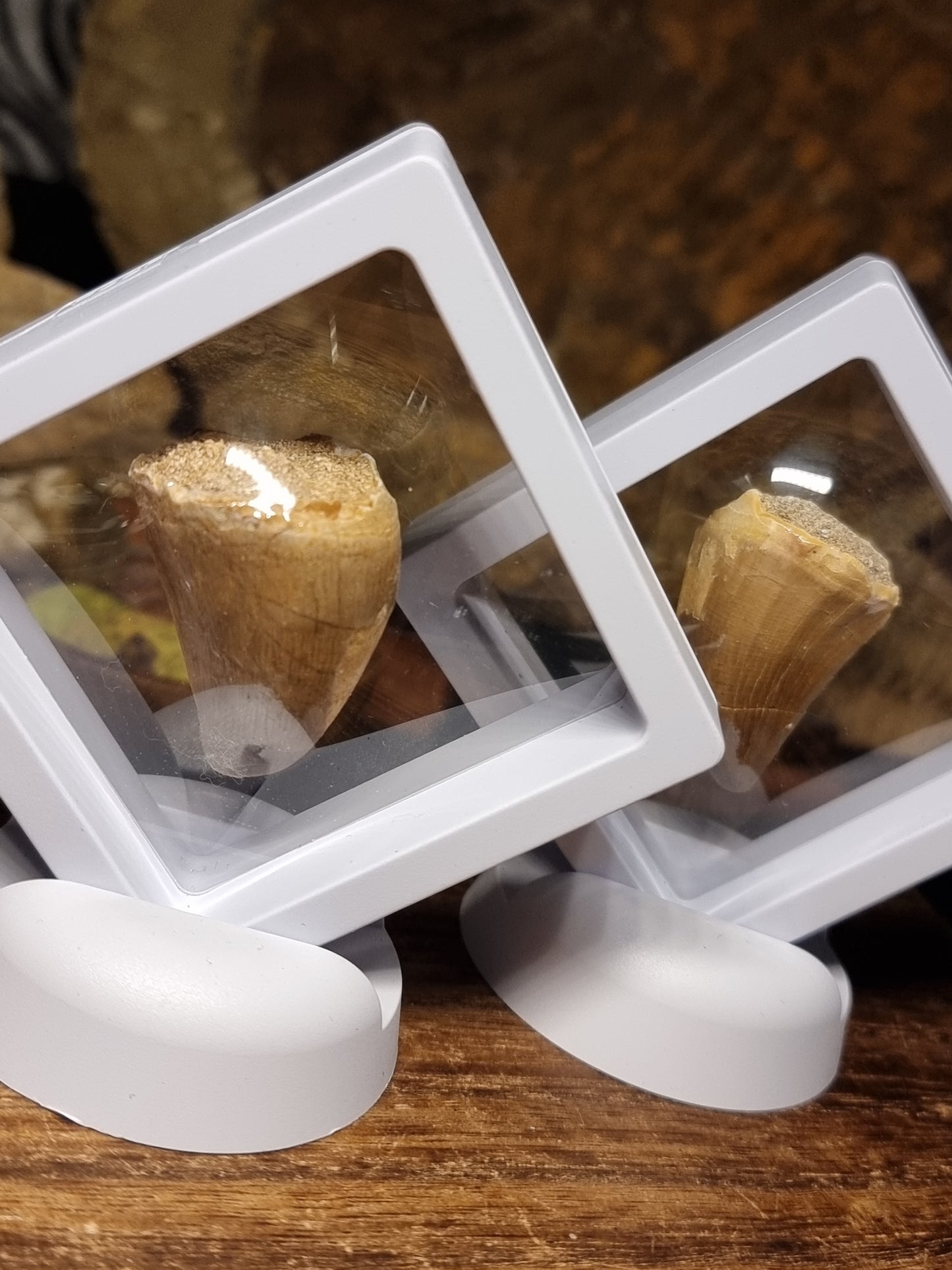 Mosasaur teeth