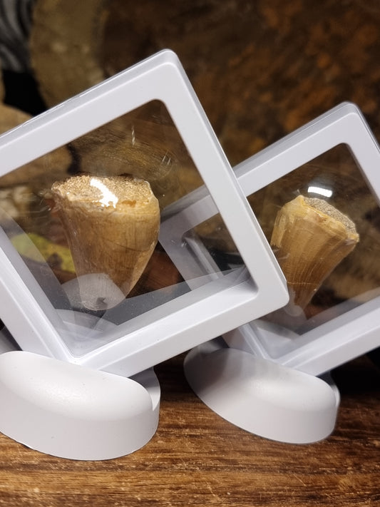 Mosasaur teeth