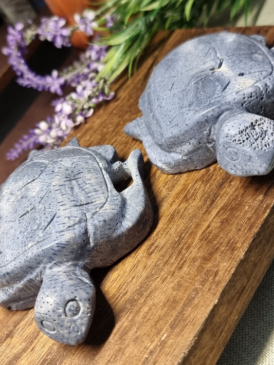 Blue sponge coral large turtles