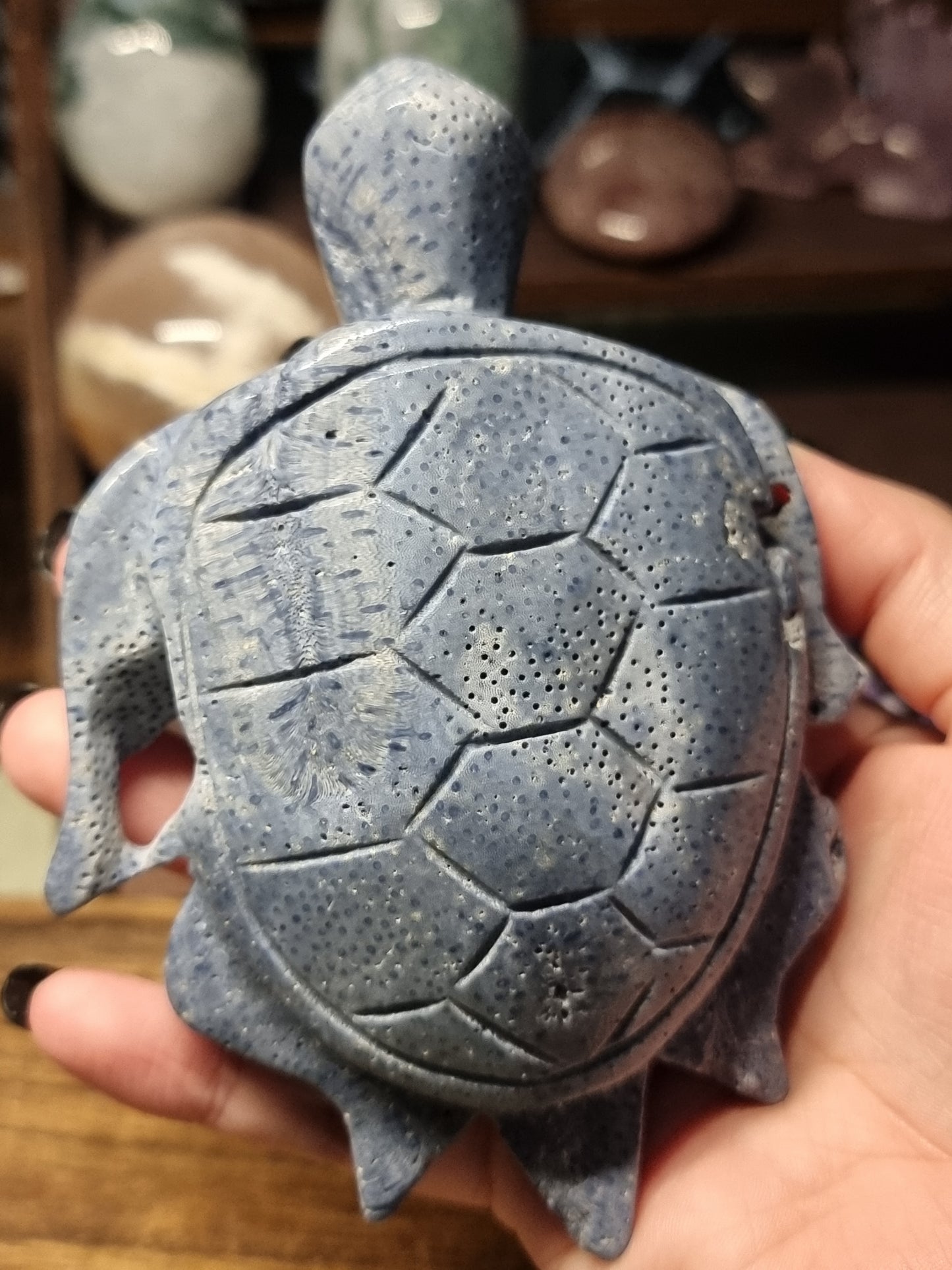 Blue sponge coral large turtles