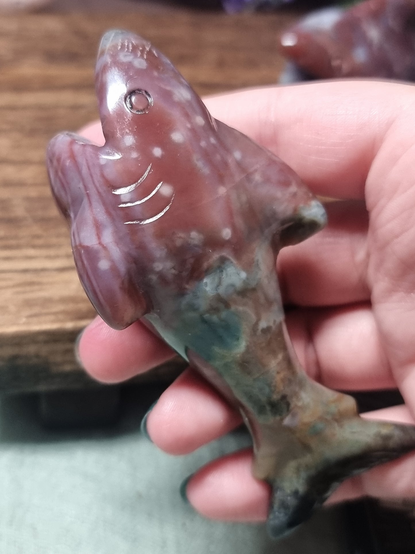 Ocean jasper sharks