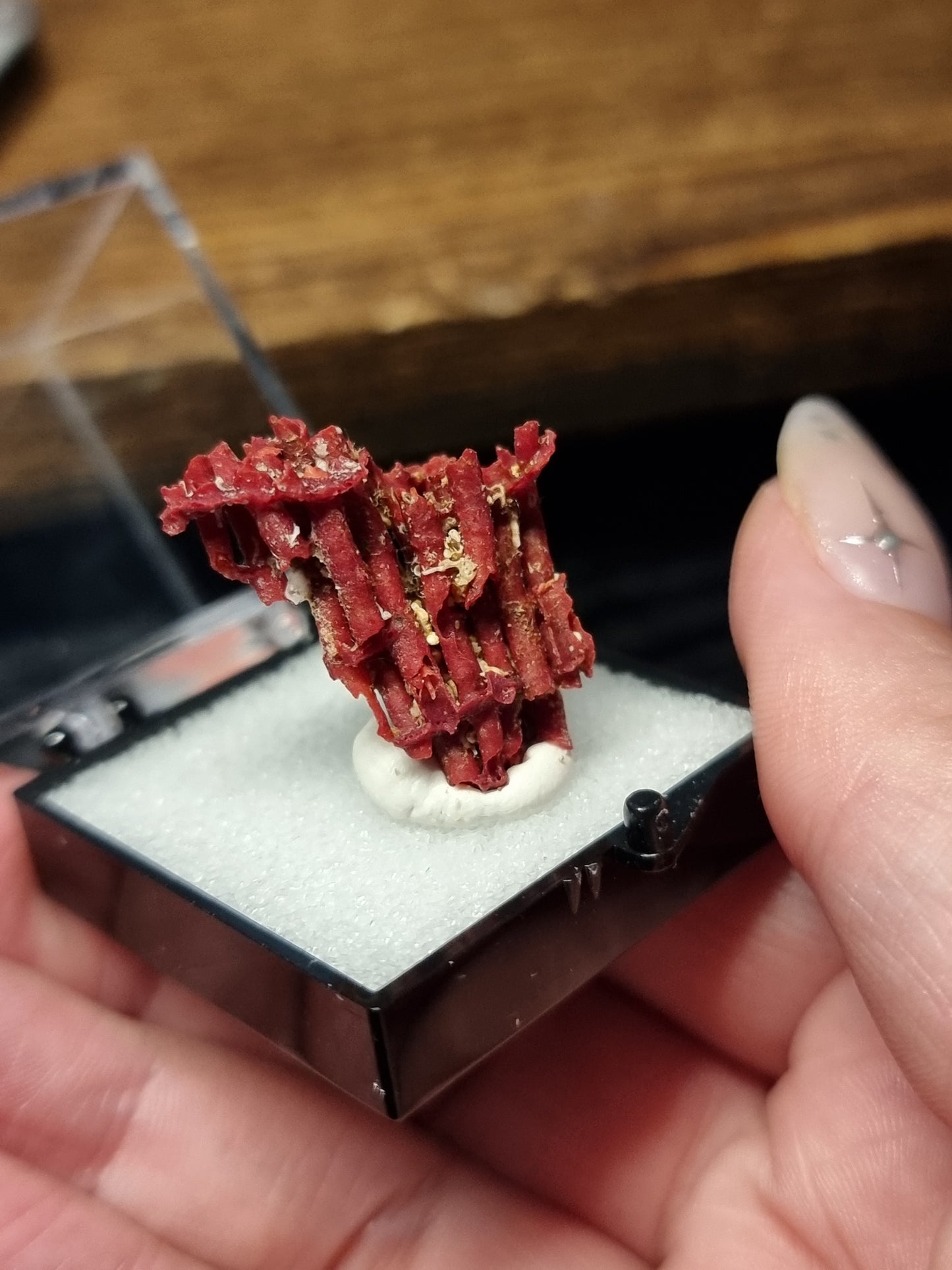 Red coral specimens