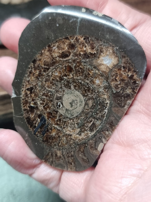 Whitby ammonites