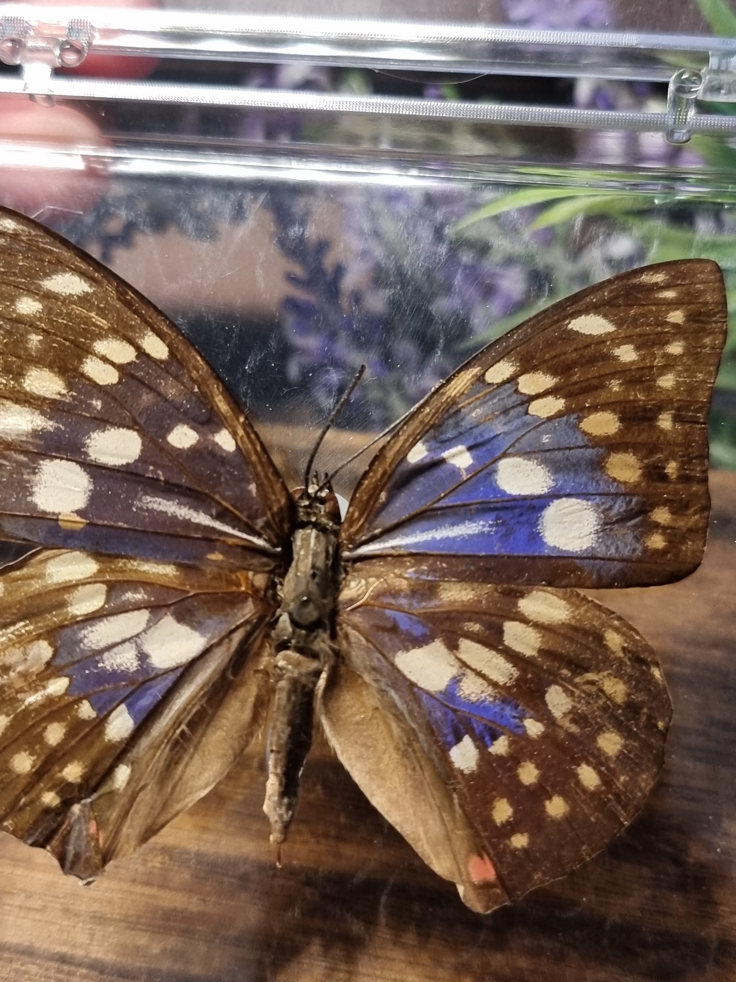 Great purple emperor butterfly B