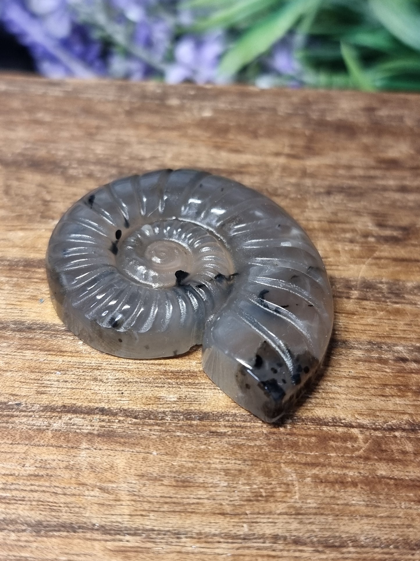 Volcano agate ammonite