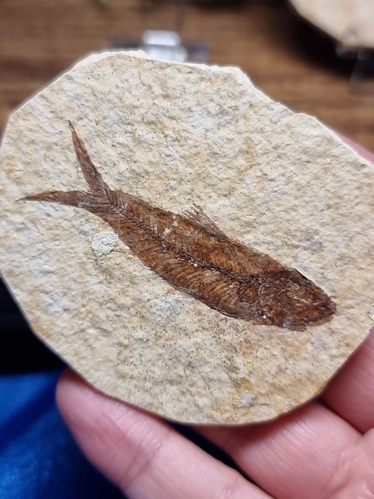 Knightia fish fossil