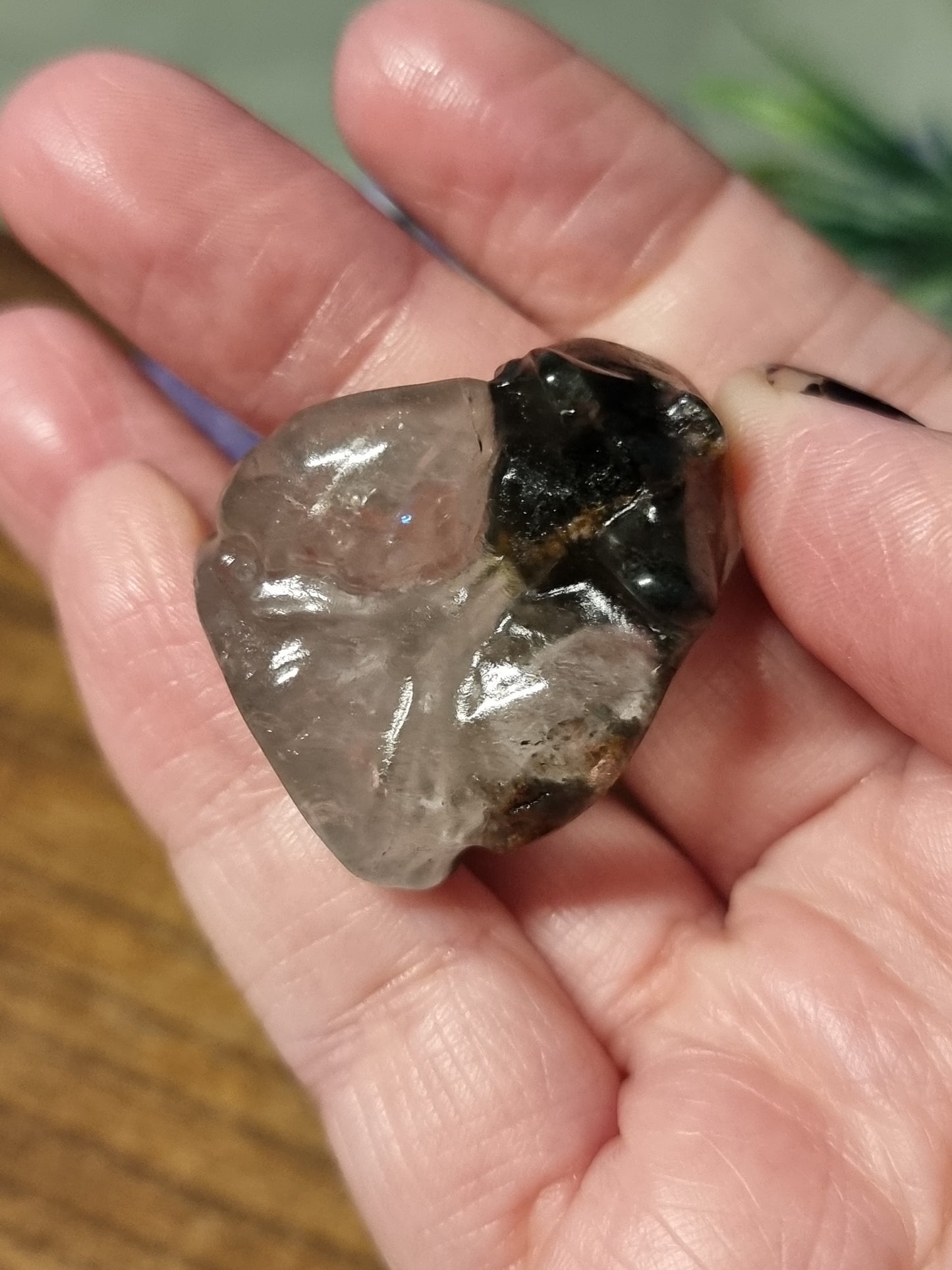 Garden quartz toothless