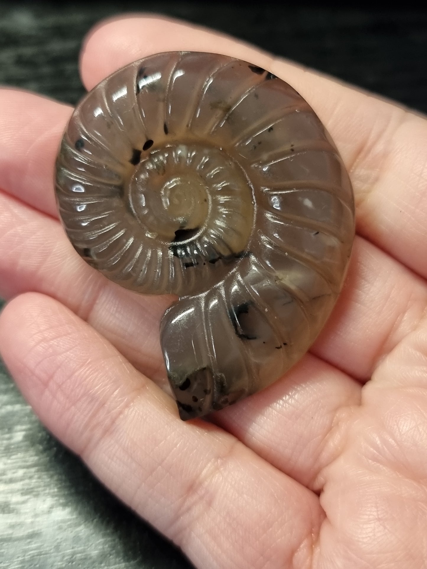 Volcano agate ammonite