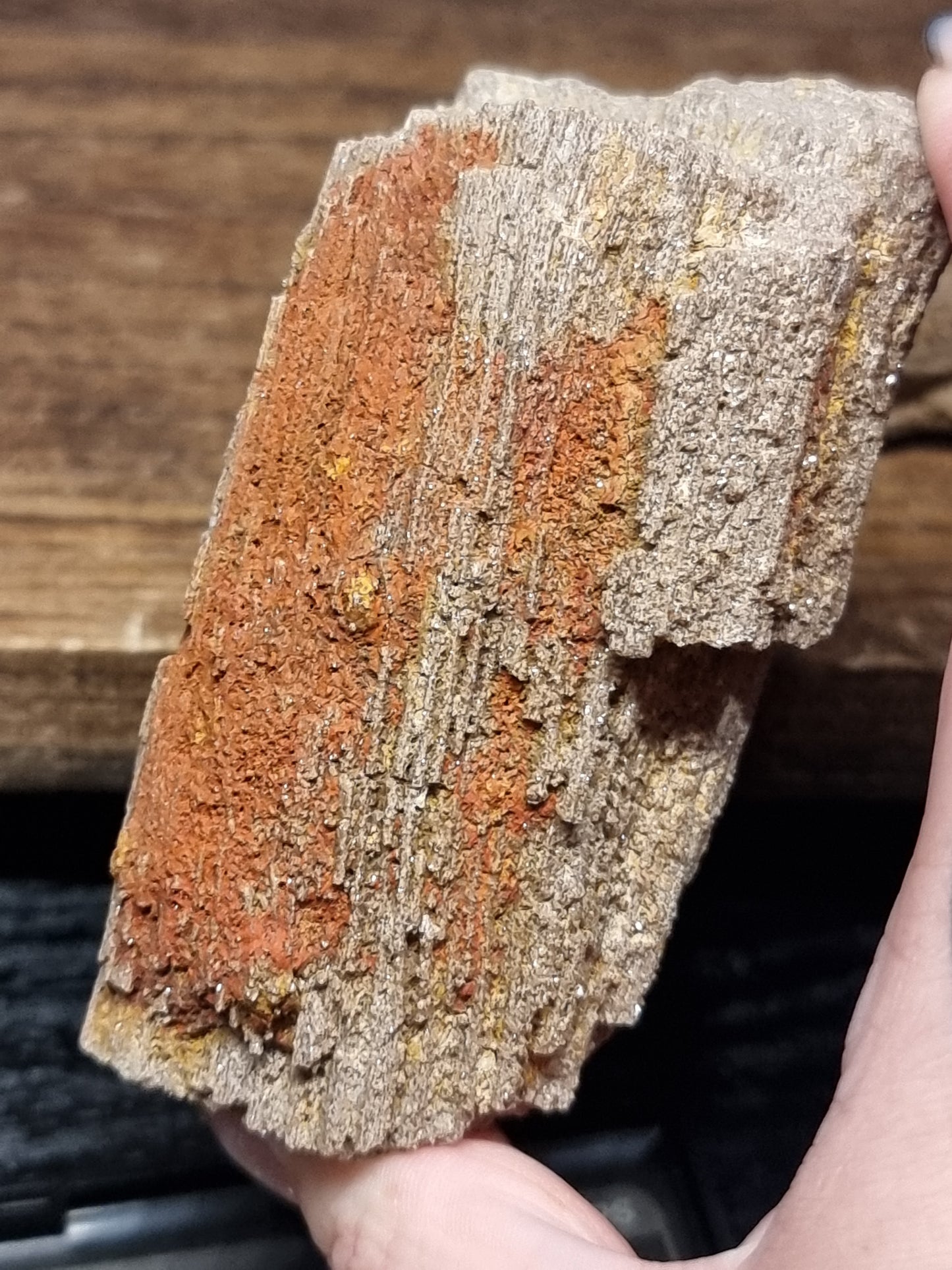 Permineralised wood