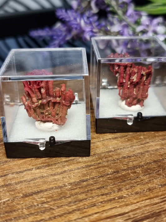 Red coral specimens