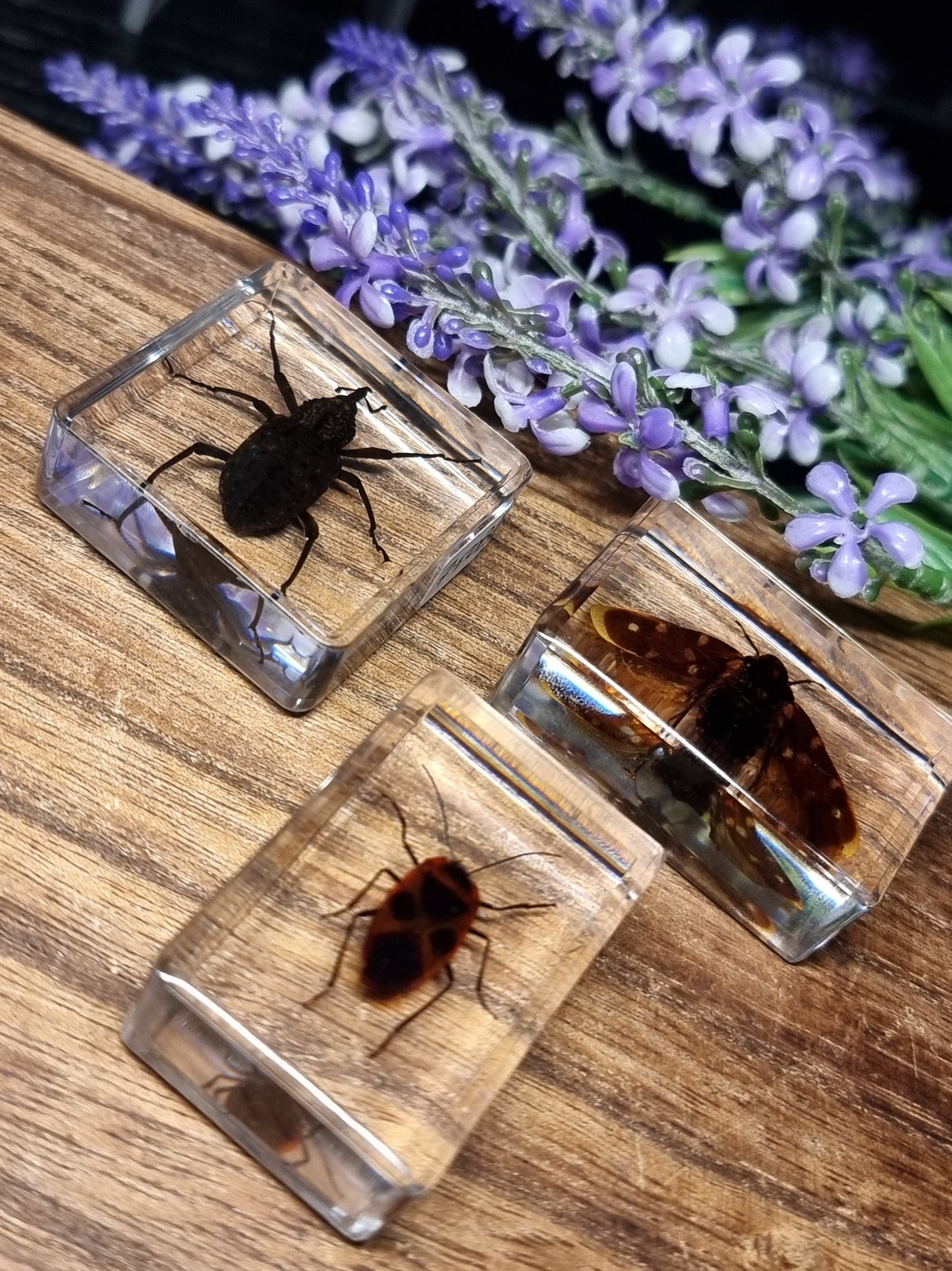 Insects in resin