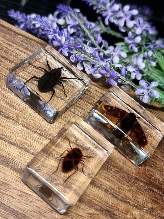 Insects in resin