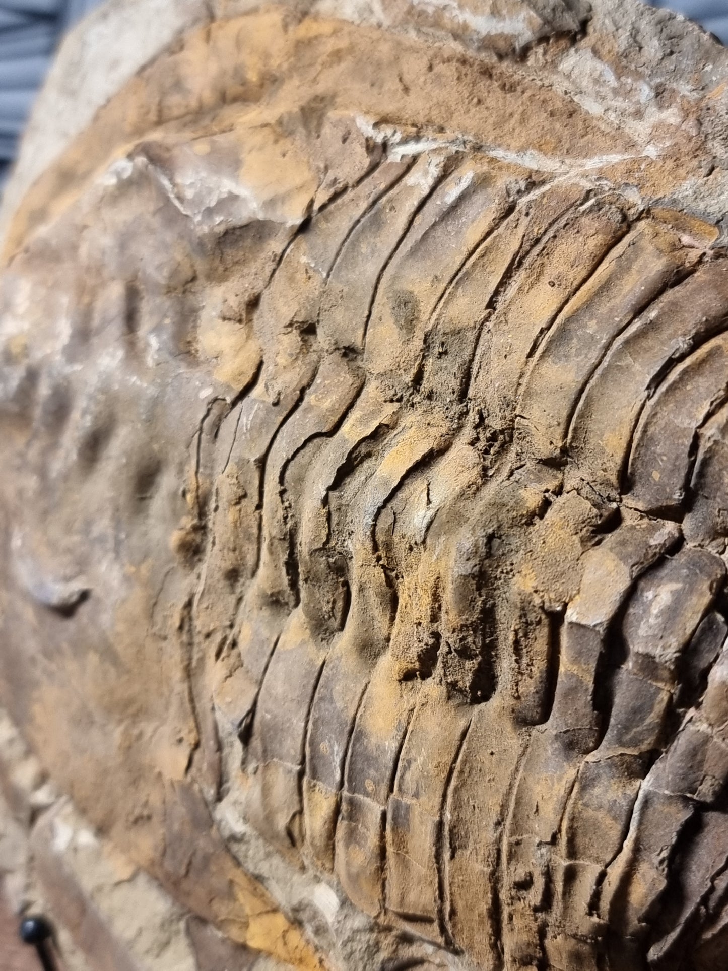 Cambropallas trilobite
