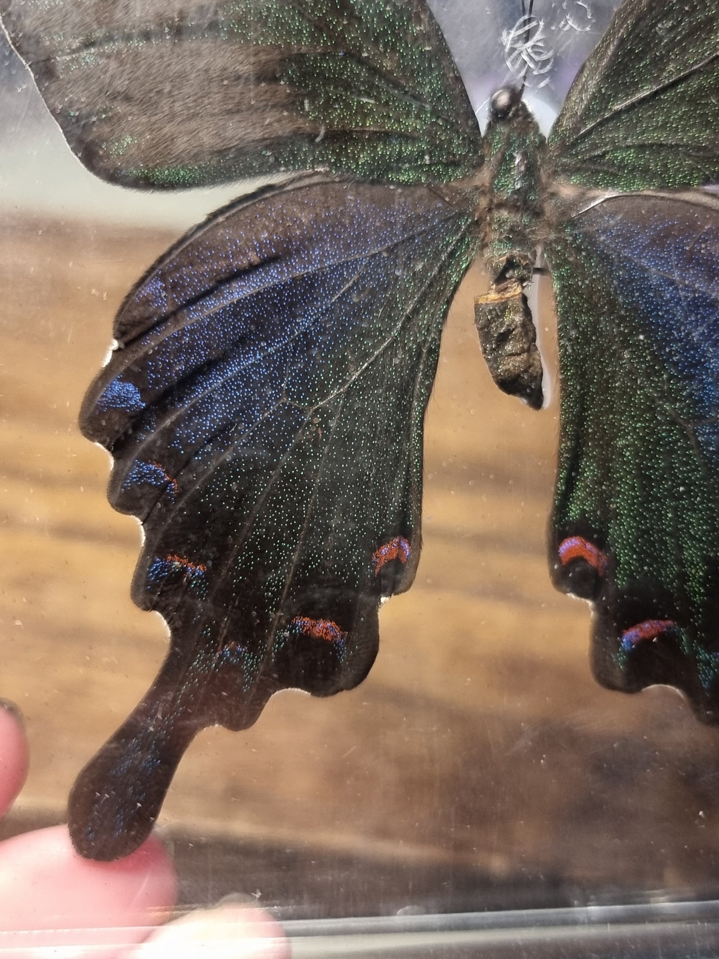Female Chinese peacock butterfly  - imperfect