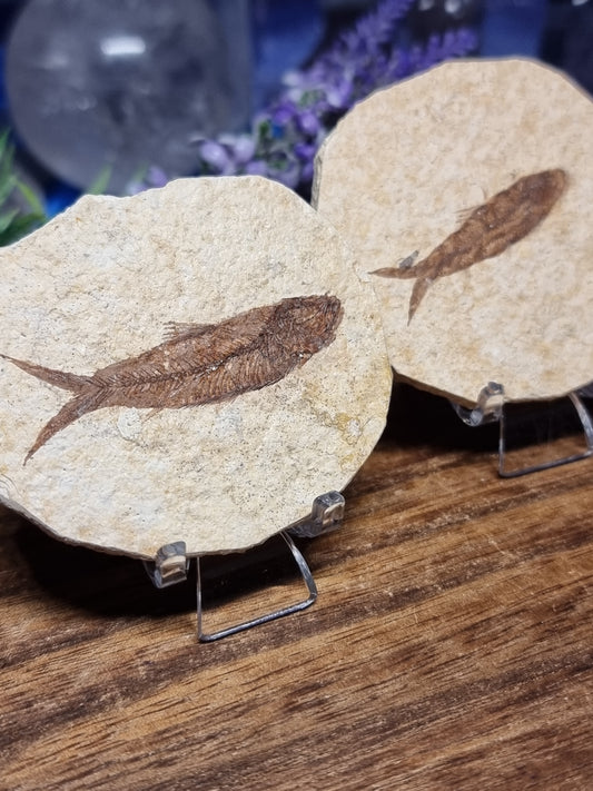 Knightia fish fossil