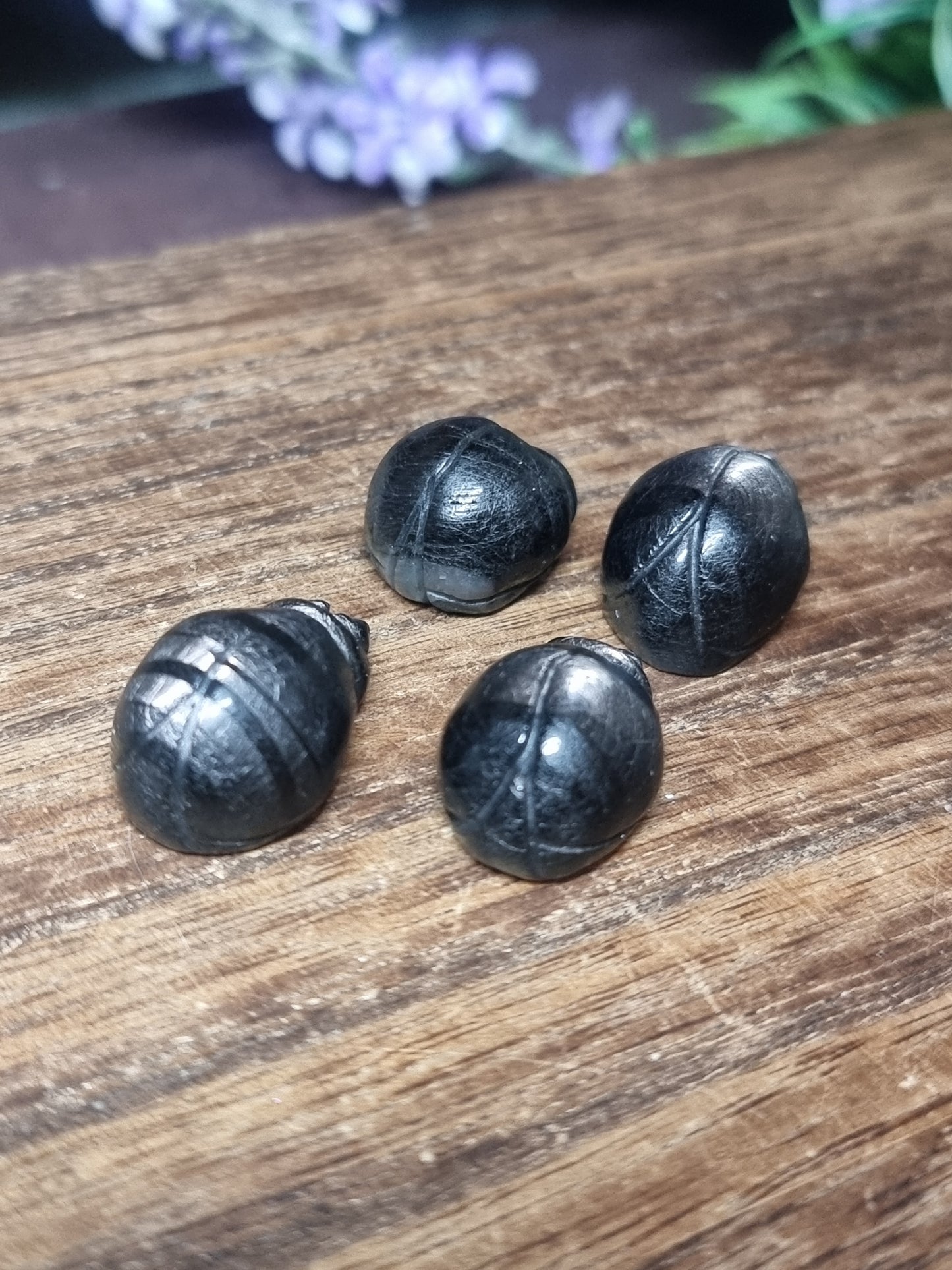 Hypersthene beetles
