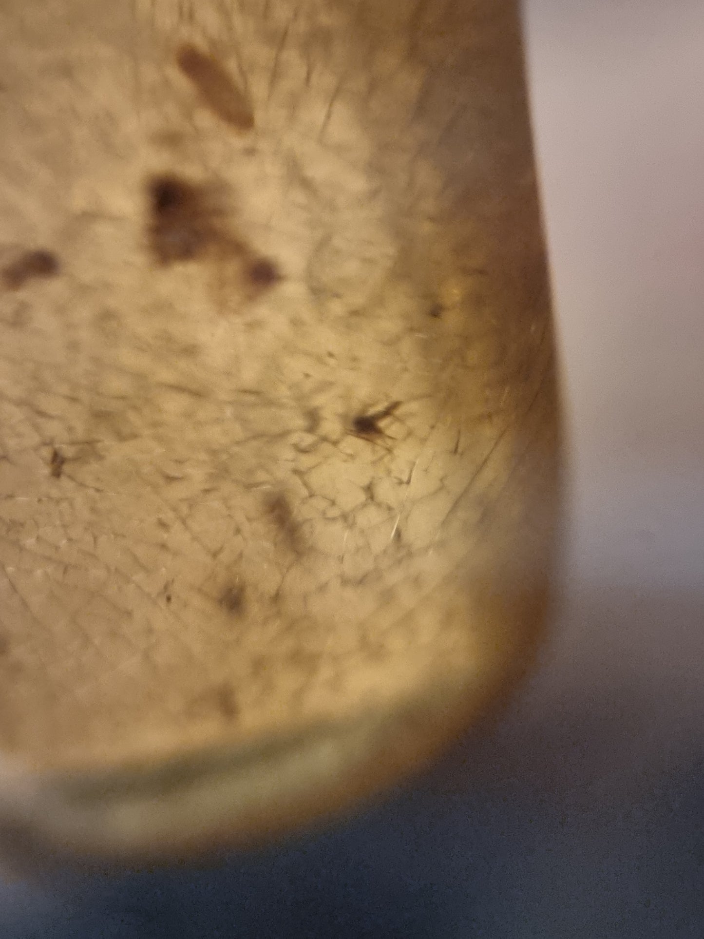Insects in copal