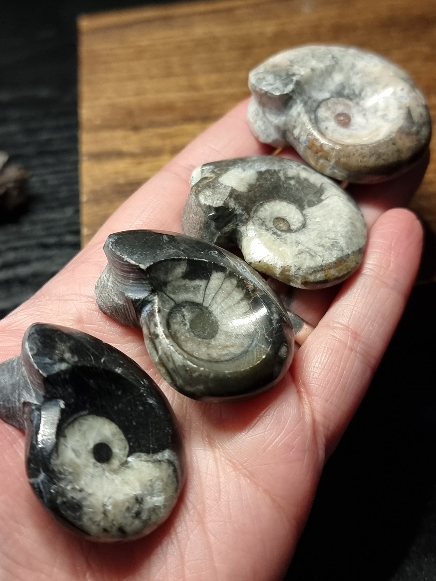 Goniatite fossil
