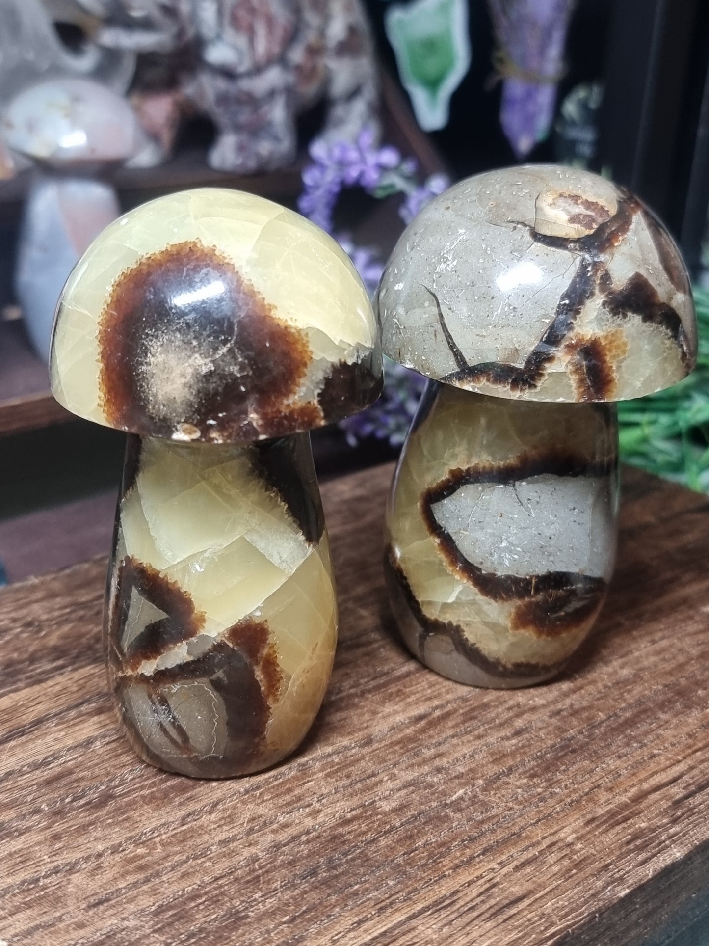 Septarian mushrooms