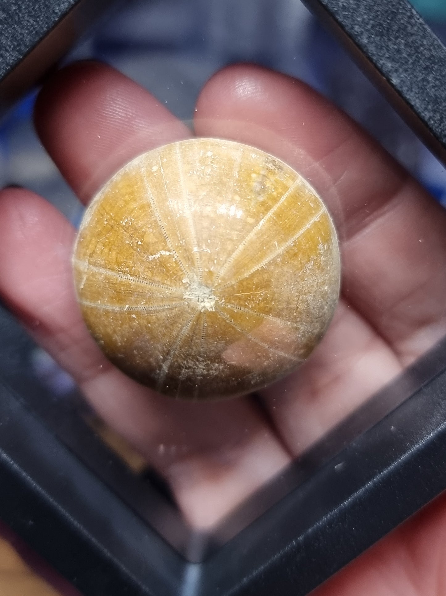 Sea urchin fossil