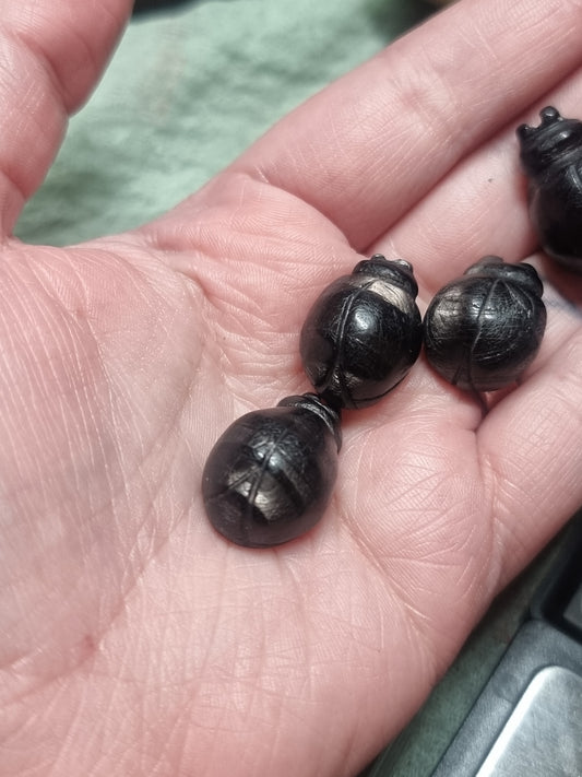 Hypersthene beetles